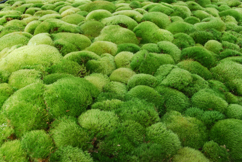 Green Moss