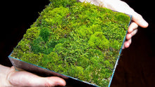 Load image into Gallery viewer, Plated Moss