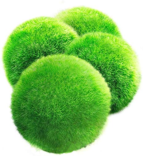 Moss Ball