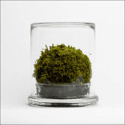 Moss Case