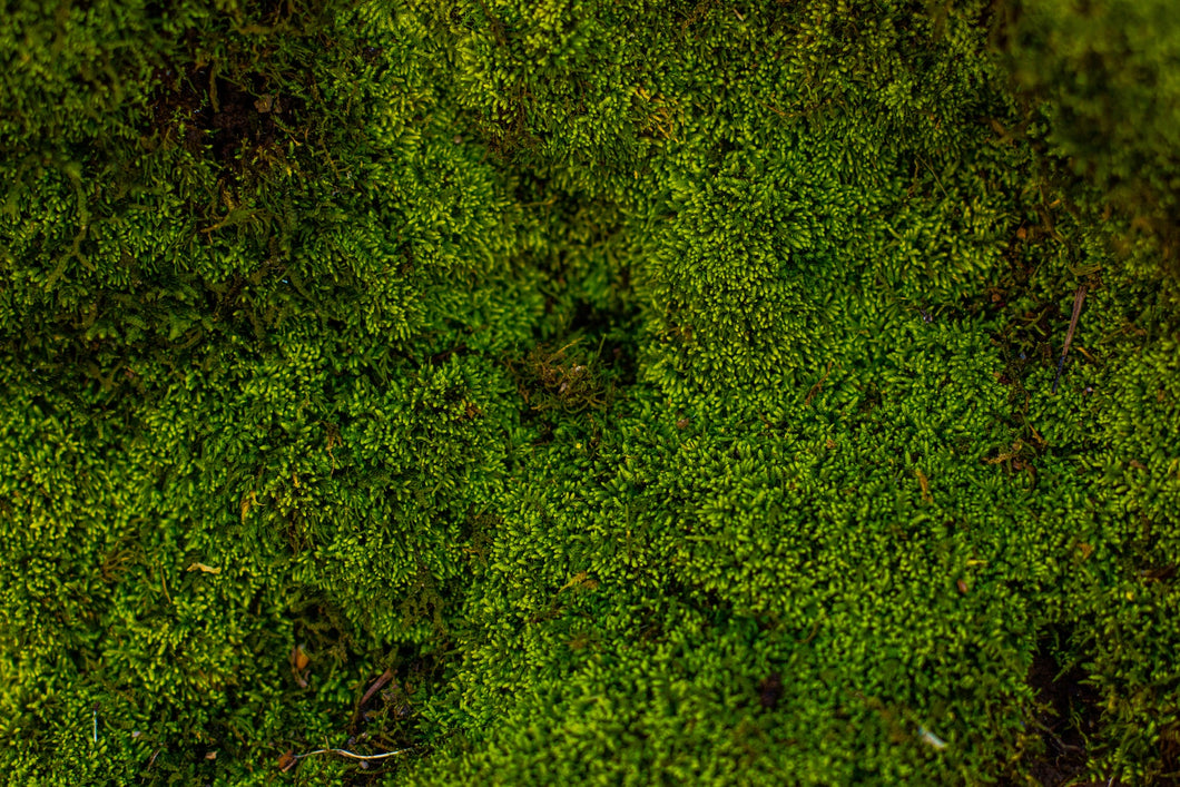 Moss 1