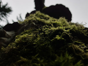 Moss 8