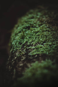 Moss 4