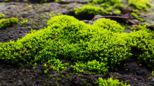 Moss 4