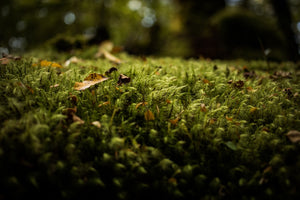 Moss 6