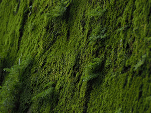 Moss 2