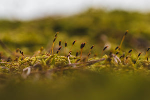 Moss 7